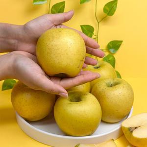 맛보장 고급 경북 황금사과 시나노골드 선물용 5kg