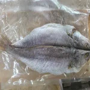 완도 자연산 반건조 민어 특대(40cm 이상, 생물기준2kg 이상)