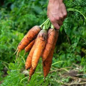 국내산 제주도 구좌 흙당근 중 5kg