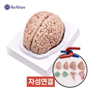 뇌모형 분리형 자석 두뇌 해부학 교육용 조립 인체 모델 뇌간 대뇌 구조 과학 학습 교구 마그브레인