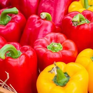 국내산 못난이 혼합 파프리카 피망