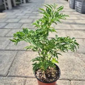 폴리셔스 개업식 공기정화식물 이국적인식