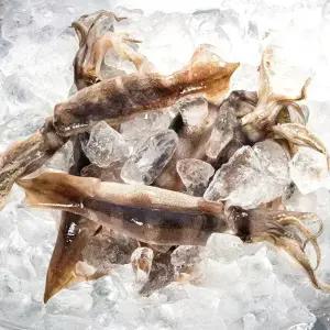 [내일도착] 현해랑 국내산 통찜용 오징어 1kg 8-13미