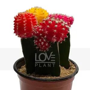 네자매 비목단 비모란 접목 미니 선인장 모듬 다육이 화분 플랜테리어 소품