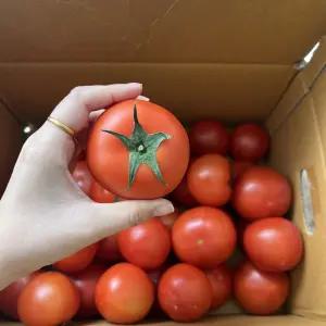 완숙 토마토 소과 국내산 찰토마토 2kg