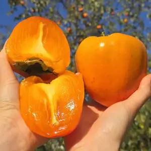 고당도 대봉시 홍시 대봉감 10kg 대과 (30과 내외)