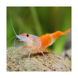 오렌지릴리 새우 (10마리)