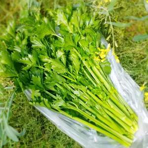 자연농법으로 재배한 유기농 셀러리 1kg