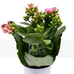 노블카랑코에 칼랑코에 사계절 꽃 모종 화분 다육이 공기정화 식물 키우기