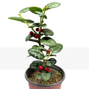 완도호랑가시나무(둥근잎) 감탄나무과 상록관엽 야생화 식물키우기 플랜테리어