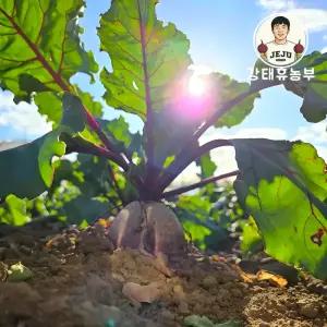 강태휴농부 제주 한경 레드비트 10kg 특품
