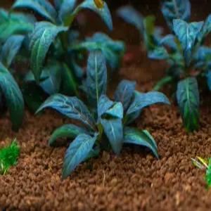 하이그로필라 퍼플(1뿌리) 전경수초 어항수초 유경수초 구피 새우 은신처