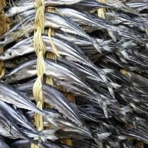 웰빙미래 통과메기 통꽁치과메기 꽁치역거리 반건조꽁치20마리 한두름 머리꼬리내장그대로건조함