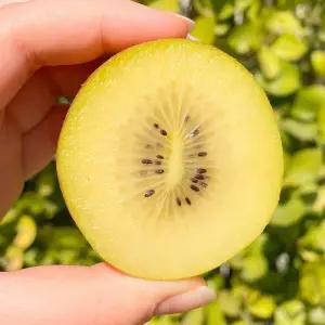 제스프리 제주 골드키위 대과 10개