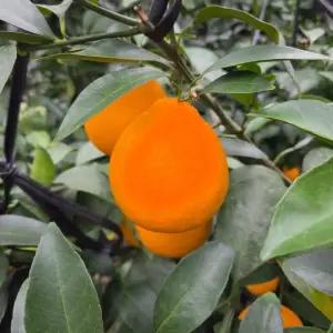 풀무원 제주 우리향 800g(4-6입) (800g) 간식 반찬 과일 선물