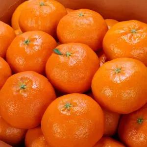 핫딜 레드향 대과 10kg 가정용