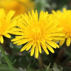 야생화종자 정원 민들레 씨앗 야생화정원종자 민들레꽃씨 (WFJ7CRE)