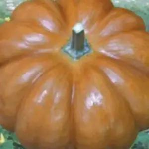 늙은호박씨 맷돌호박 종자 호박종자씨앗 맷돌채소품종 채소씨앗 (WFJ7CSX)