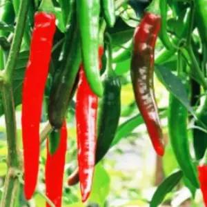 풋고추씨앗 두배따고추 다수확 고추종자 풋고추종자 (WFJ7CSZ)