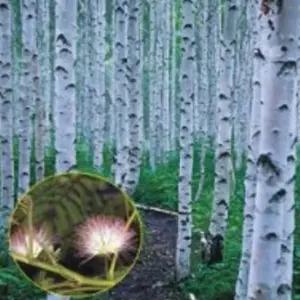 자작나무종자 가로수씨앗 조경용품종 자작나무가로수종자 (WFJ7CUJ)