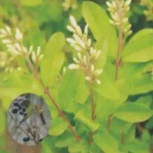 쥐똥나무종자 울타리용나무 조경씨앗 쥐똥나무울타리용 (WFJ7CUK)