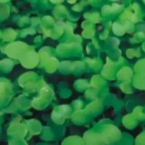 새싹채소씨앗 새싹전용 유채종자 새싹채소종자 유채채소씨앗 (WFJ7CW4)