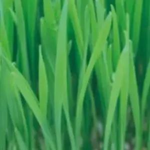 새싹종자 새싹키우기 야채씨앗 새싹채소키우기 야채재배씨앗 (WFJ7CWH)