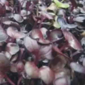 새싹채소 씨앗 야채 홍염무새싹재배 채소종자판매 야채씨앗구매 (WFJ7CWG)