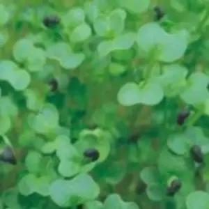 새싹종자 새싹전용 케일씨앗 새싹야채종자 채소재배품종 (WFJ7CWE)