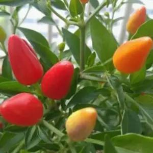 화초고추종자 관상용 채소씨앗 화초작물종자 관상용채소씨앗 (WFJ7I44)