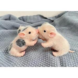 몽테조이  실리콘 아기 인형 다시 태어난 돼지 미니  동물 어린이 장난감 사진과 동일 5 인치