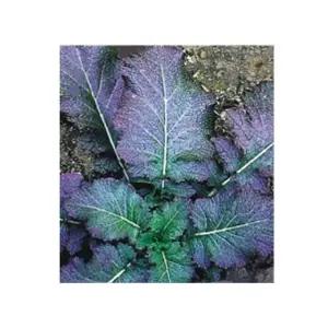 가을채소 채소씨앗20g 20g 갓종자 가을김장채소종자 갓품종씨앗 (WFKBYO1)