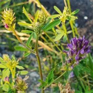 700g 목초씨앗 700g풀씨앗 알팔파종자 목초재배풀씨 (WFKBYRA)