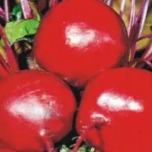 콜라비재배씨앗 비트우량종자 채소종자 콜라비씨앗 식용채소씨앗 (WFKBYTP)