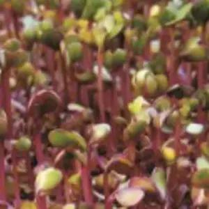 적콜라비종자 새싹채소종자 적콜라비새싹 웰빙야채 채소키우기 (WFKBYV4)