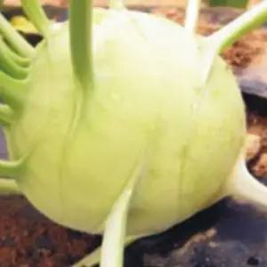 300립씨앗 청콜라비종자 채소 이태리 청콜라비 300립 콜라비씨앗 (WFKBY6A)