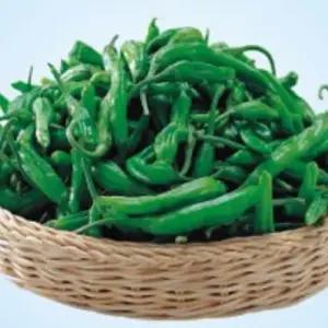 채소 채소씨앗 풋고추종자 품종 고추채소씨 고추씨앗 풋고추 (WFKBY60)