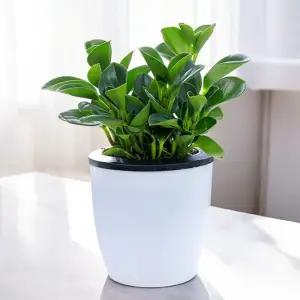 그린러브 자동급수 화분(22x21cm)업소용 원예 플라스틱 물주기 저면관수 인테리어 가정용