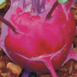 적콜라비씨앗 이태리적비 300립야채 300립 양배추순무 판매 리적비 비종자적채소 셀러드 뿌리