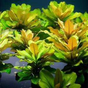 부상 수초 음성 전경 붕어 어항 포트 세트 열대어 스파이로카르파