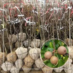 서울농원묘목/돌배나무 배나무 4년생 특묘 결실주 분묘 과실수