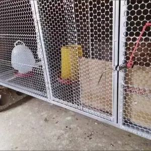 닭장 사육장 오리 철망 조류 메쉬 양계장 병아리 조립식