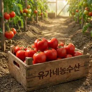 유가네농수산 국내산 완숙 찰토마토 동양종 2kg 5kg