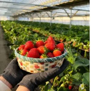 제철 맞은 설향딸기 750g내외 (30-42구/한입과) 안심포장 맞춤팩 포장