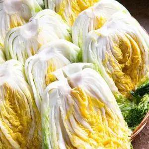 [산해직송] 괴산 절임배추 20kg 20키로 김장 절인배추