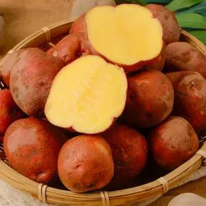 국내산 포슬포슬 달콤한 카스테라 홍감자 3kg(대)