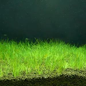 [수초] 전경 미니 헤어그라스 1단 (30촉)