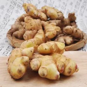 충남 서산 전영운님의 흙생강 토종생강 1kg