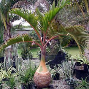 주병야자 씨앗 5립 / 보틀팜 / 야자나무 종자 희귀씨앗