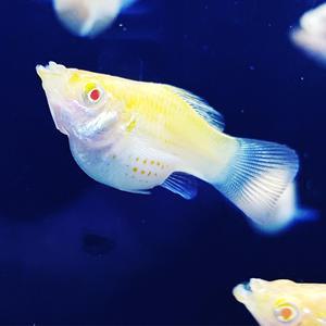 미미네아쿠아 물고기 골든 풍선몰리 3마리